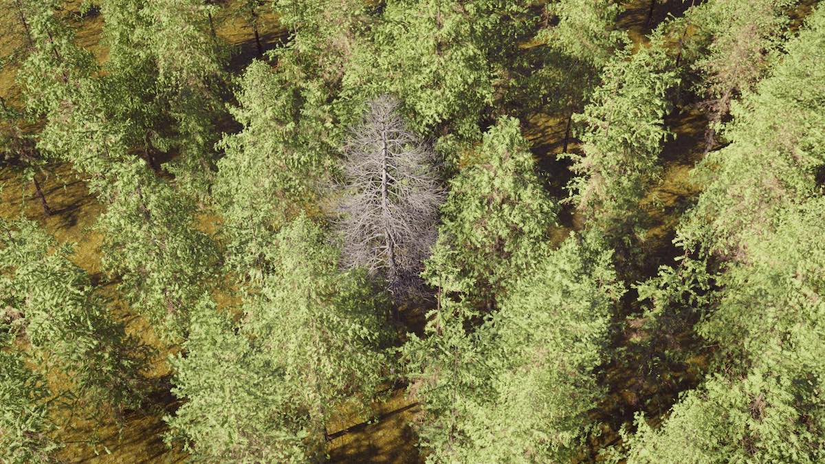 Vegetation Image